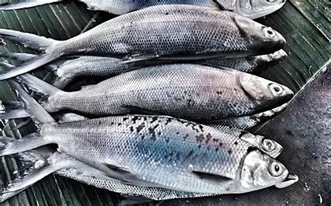 BANGUS, Philippine National Fish Listen to .